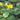 Nymphoides Peltata Deep Water - pond plants water lilies aquatic plants-0