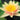 Paul Hariot water lily - pond plants - water lilies - aquatic plants-0