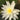 Perry's Double White water lily - pond plants - water lilies - aquatic plants-0