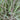 Phalaris arundinacea var picta (Gardener’s garters) - Marginal Pond Plants - Pond Plants - Water Plants-0