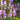 Physostegia virginiana (Obedient plant) - Marginal Pond Plants - Pond Plants - Water Plants-0