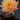 Mangkala Ubol water lily - pond plants water lilies aquatic plants-0