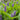 Pontederia cordata lanceolata (Giant pickerel weed) - Marginal Pond Plants - Pond Plants - Water Plants-411