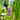 3 x Ponterderia Cordata Pink Early Bird Season Deals Live Water Plant Aquatic Pond Lake Marginal-0