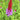 Primula Vialii- Marginal Pond Plants - Pond Plants - Water Plants-0