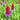 Primula Vialii- Marginal Pond Plants - Pond Plants - Water Plants-19635