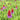 Primula Vialii- Marginal Pond Plants - Pond Plants - Water Plants-19636