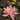 Princess Elizabeth water lily - pond plants - water lilies - aquatic plants-19827