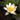 Pygmaea Alba water lily - pond plants - water lilies - aquatic plants-0