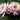 Ray Davis water lily - pond plants - water lilies - aquatic plants-0