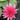 Red Spider water lily - pond plants - water lilies - aquatic plants-0