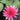 Red Spider water lily - pond plants - water lilies - aquatic plants-19840