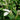 Saururus chinensis (Chinese lizards tail) - Marginal Pond Plants - Pond Plants - Water Plants-0