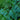 Selaginella Wildenowii - submerged - Aquarium 5 Strands-0