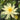 Sioux water lily - pond plants - water lilies - aquatic plants-19831