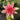 Solfatare water lily - pond plants - water lilies - aquatic plants-0