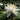 Gladstoniana water lily - pond plants - water lilies - aquatic plants-0