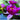 Pygmaea Rubra water lily - pond plants - DW10