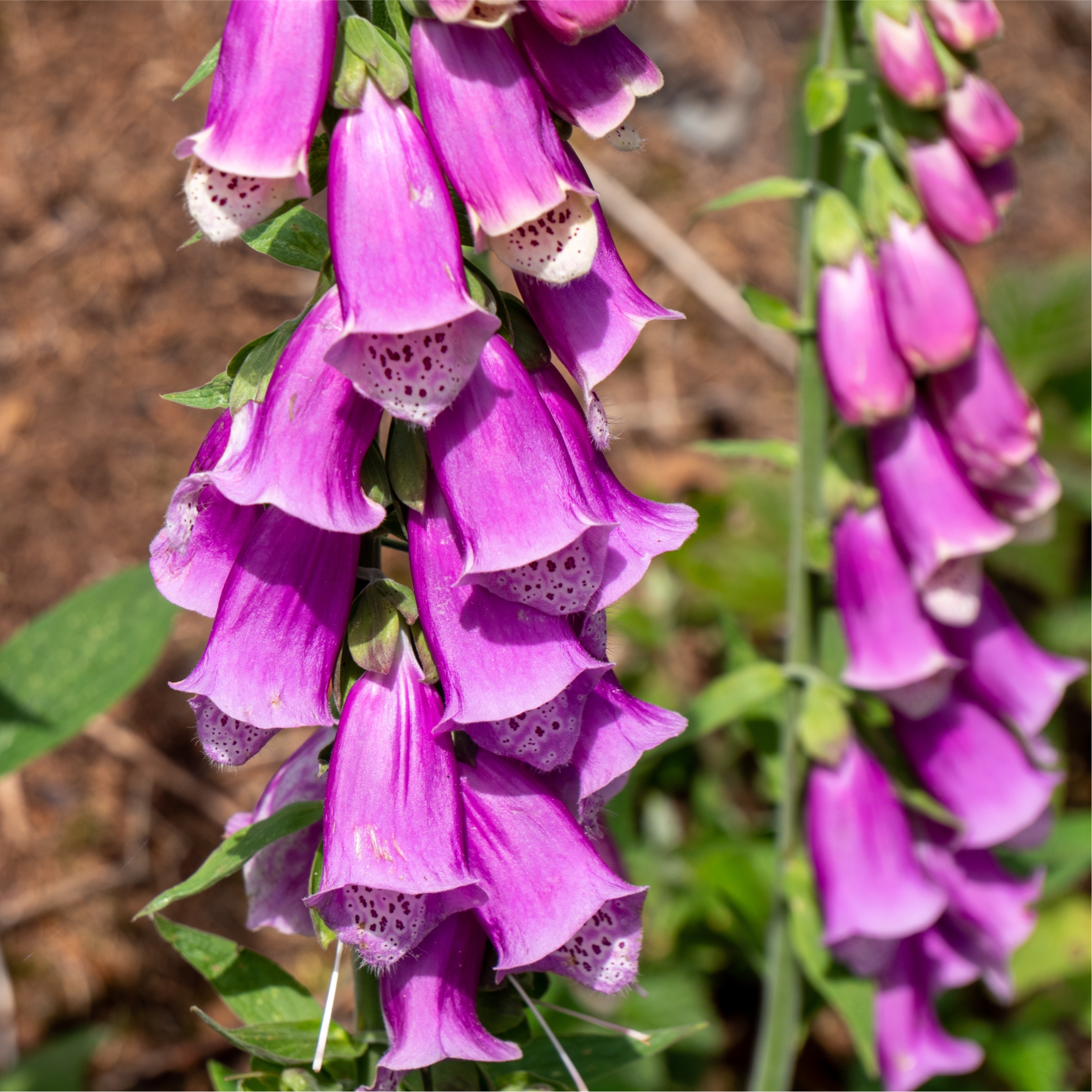 Foxgloves Digitalis Purpurea Purple 3L Lincspplants foxgloves-digitalis-purpurea-purple-3l-lincspplants