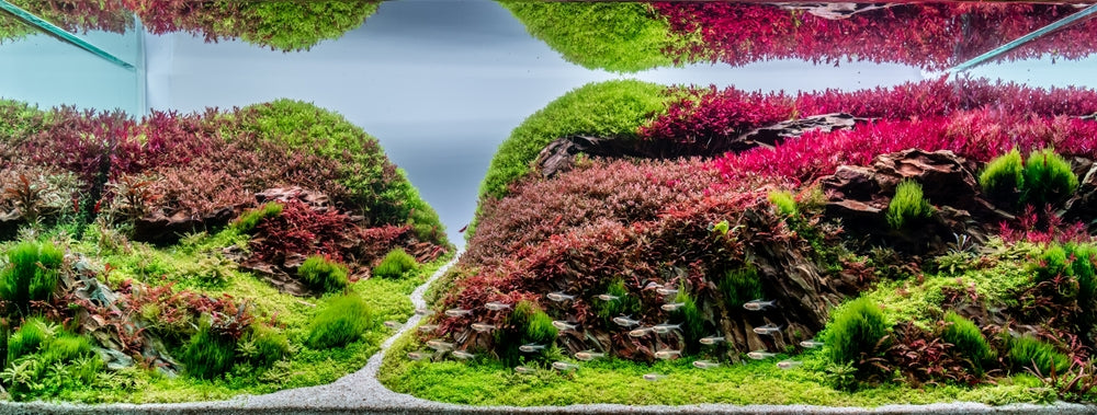 Live Aquarium Plants 100 Collection Of Aquatic Plants For Your Fish Tank