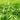 Fargesia Green Grove - Hedge Plants - Hedging - HEG13