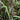 Fargesia Black Pearl - Hedge Plants - Hedging - HEG11