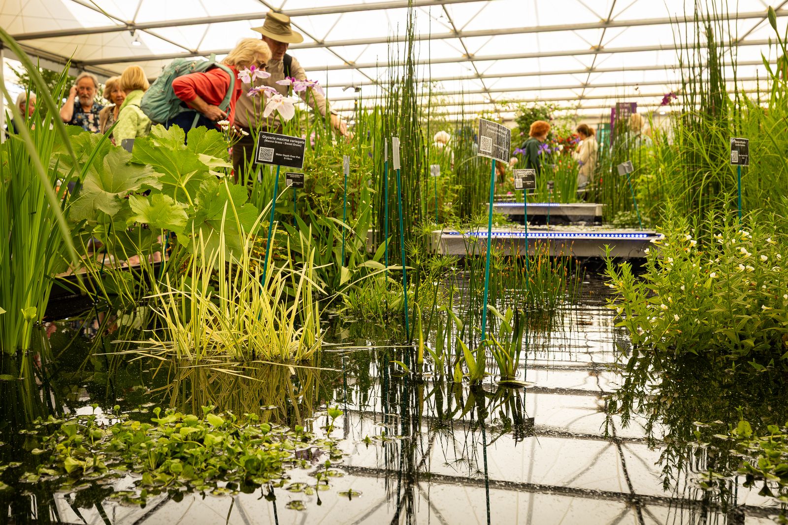 Bulk Bareroot Pond Plants UK | Lincolnshire Pond Plants – Lincspplants