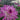 Growing Dahlias in the Garden: Flowering and Winter Preparation in the UK