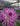 Growing Dahlias in the Garden: Flowering and Winter Preparation in the UK