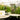 Chelsea Flower Show 2026 Gold | Lincolnshire Pond Plants