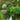 Proud Supporter of the Great Pavilion at RHS Chelsea Flower Show 2025