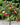 Peaches Nectrines & Patio