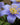 Anemone
