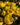 Winter Aconite