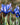 Iris Bulb