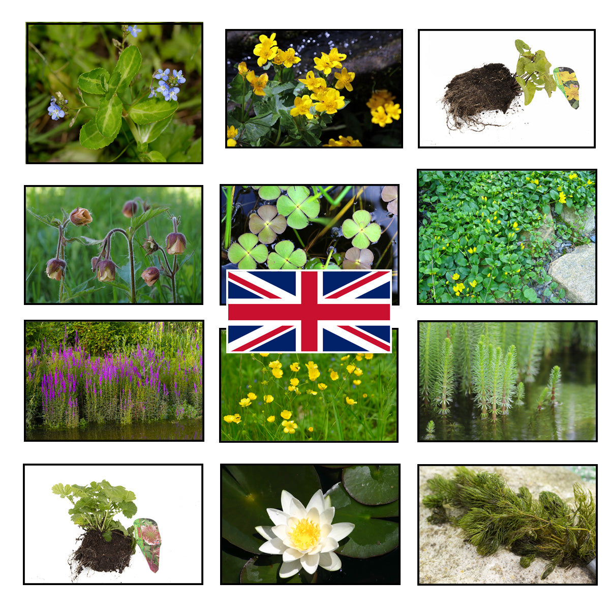 Native Plants – Lincspplants