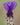 Muscari