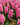Hyacinthus