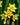 Narcissus