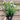 Phlox paniculata Early White 2L