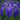 Iris laevigata 'Royal Cartwheel'  - Marginal Pond Plants  - Pond Plants - Water Plants - MP327B