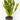 Vallisneria Tortifolia Corkscrew - 1 Pot - Tropical Water Live Aquarium Plants