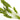 Amazon Sword - 10 Loose - Tropical Water Live Aquarium Plants