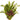 Live Aquarium Aquatic x 100 Strands - Tropical Water Live Aquarium Plants