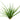 Acorus gramineus var. pusillus, Japanese rush, marginal pond plant