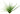 Acorus gramineus var. pusillus, Japanese rush, marginal pond plant