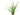 Acorus gramineus var. pusillus, Japanese rush, marginal pond plant