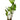 Anubias hastifolia, live aquarium plant