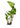 Anubias hastifolia, live aquarium plant