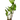 Anubias hastifolia - AQ443